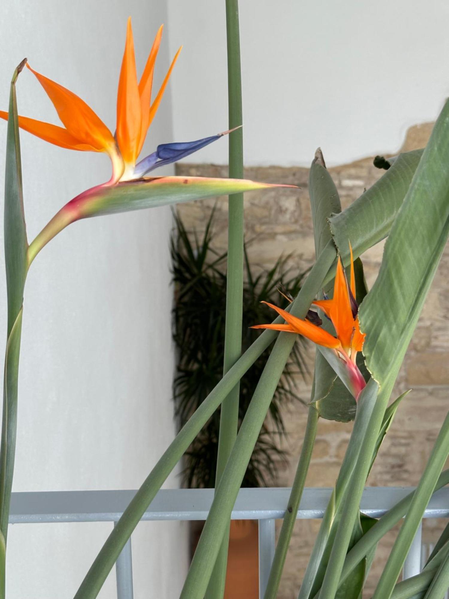 Casa Nuna Modern Loft With Private Garden Terrace Jerez de la Frontera Ngoại thất bức ảnh